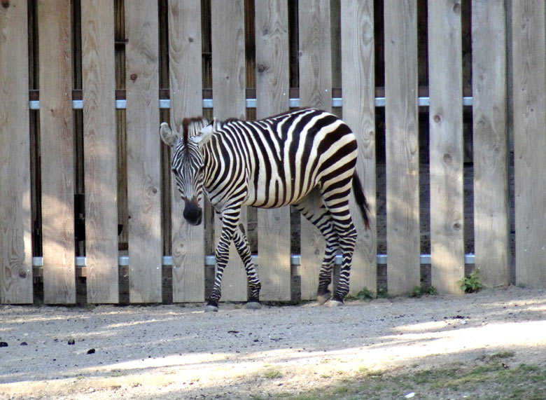 Das neue Böhmzebra am 7. September 2016 auf der Afrika-Anlage im Wuppertaler Zoo