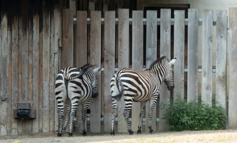 Zwei Böhmzebra-Weibchen am 9. Juni 2018 auf der Afrika-Anlage im Grünen Zoo Wuppertal