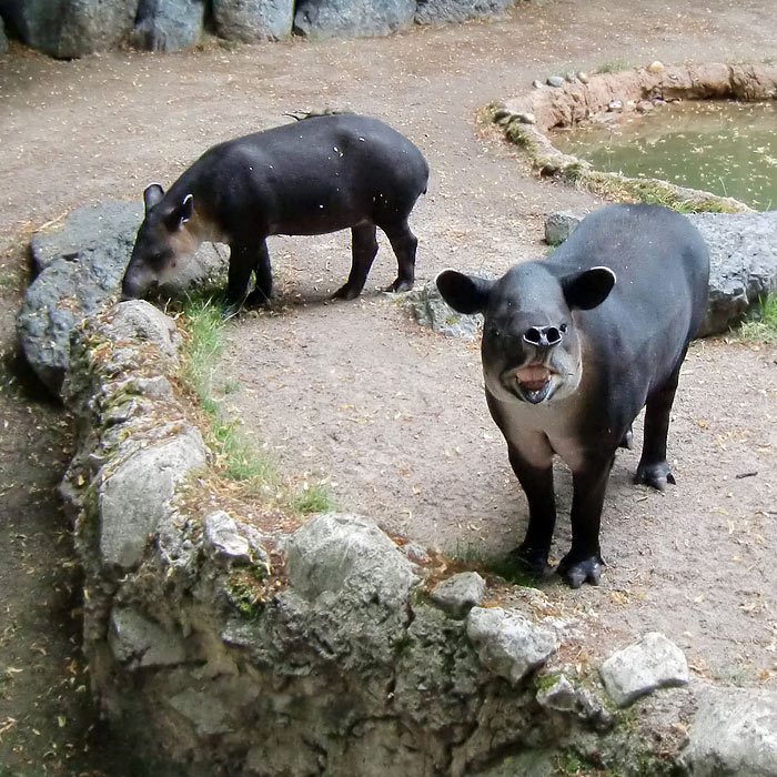 Mittelamerikanische Tapire im Wuppertaler Zoo im Juli 2010