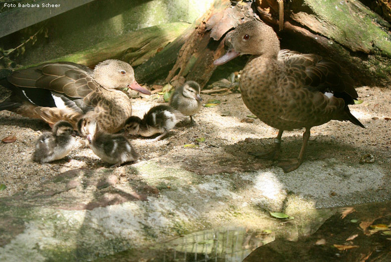Bernierenten im Wuppertaler Zoo (Foto Barbara Scheer)