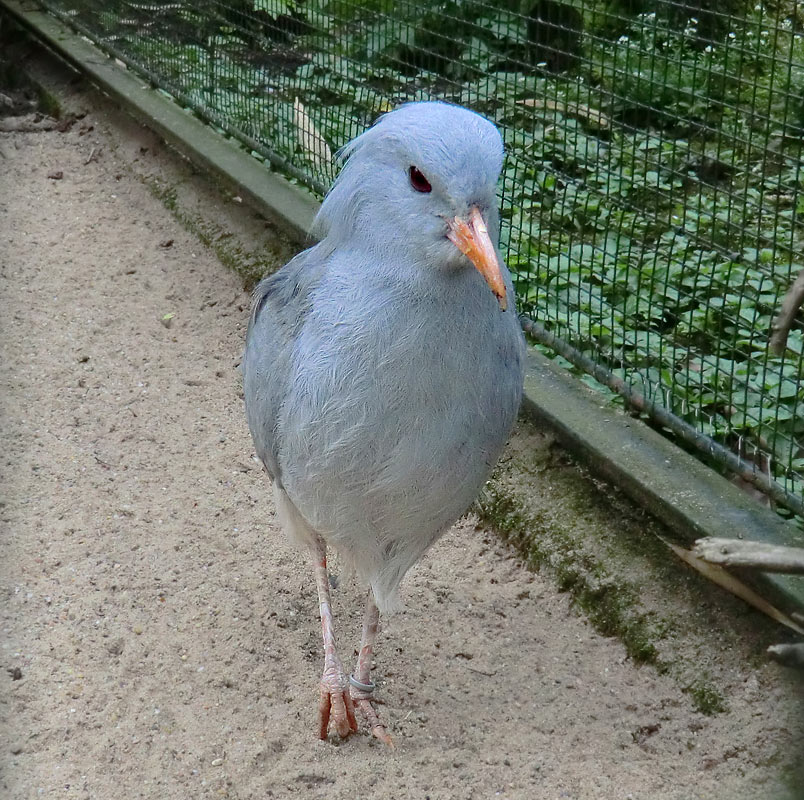 Kagu im Zoo Wuppertal im April 2012
