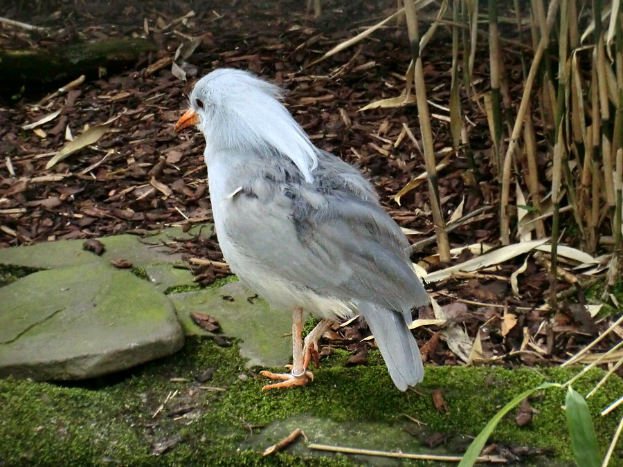 Kagu im Zoologischen Garten Wuppertal im April 2012