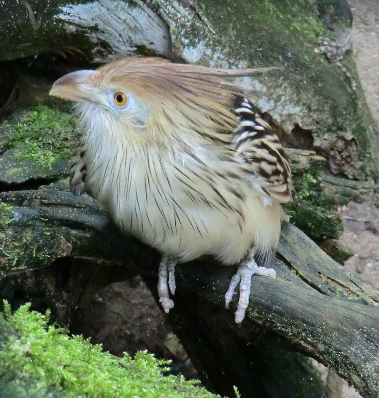 Guirakuckuck im Zoologischen Garten Wuppertal im Juli 2012