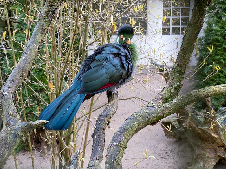 Männlicher Weißohrturako OTTO am 9. März 2024 in der rechten Außenvoliere am Vogel-Haus im Wuppertaler Zoo