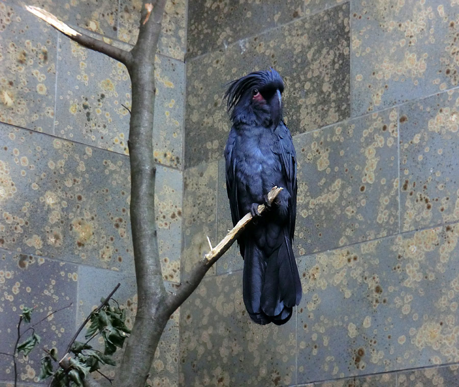 Ararakakadu im Zoologischen Garten Wuppertal im November 2012