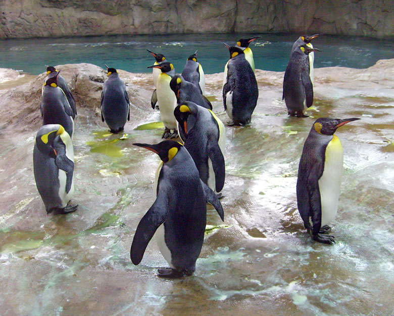 Königspinguine im Wuppertaler Zoo am 23. März 2009 in der neuen Pinguin-Anlage