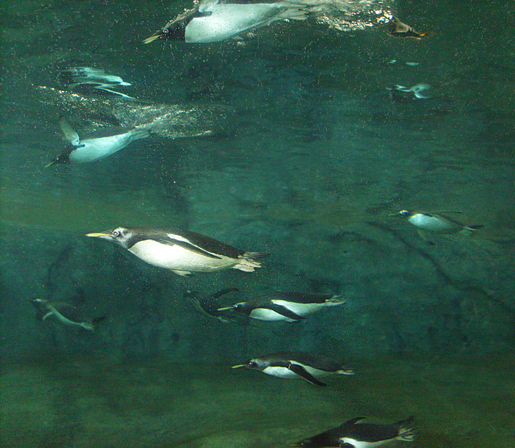 Eselspinguine unter Wasser im Zoologischen Garten Wuppertal am 23. März 2009 in der neuen Pinguin-Anlage