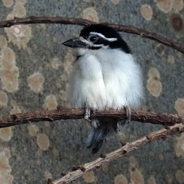 Goldbürzel-Bartvogel im Wuppertaler Zoo im Dezember 2015