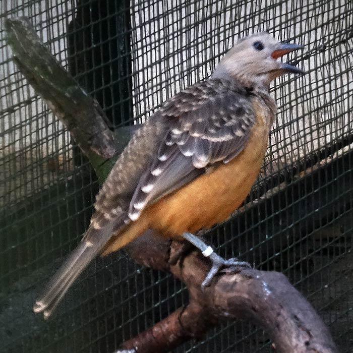 Braunbauch-Laubenvogel im Wuppertaler Zoo im Dezember 2015