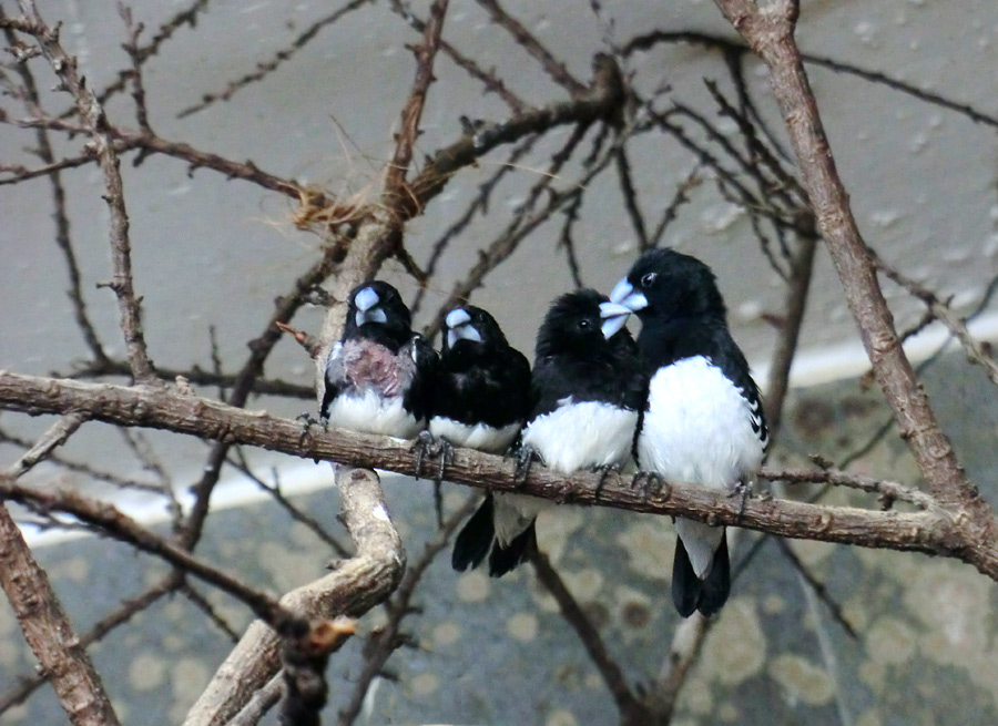 Gitterflügelelsterchen im Wuppertaler Zoo im Februar 2013