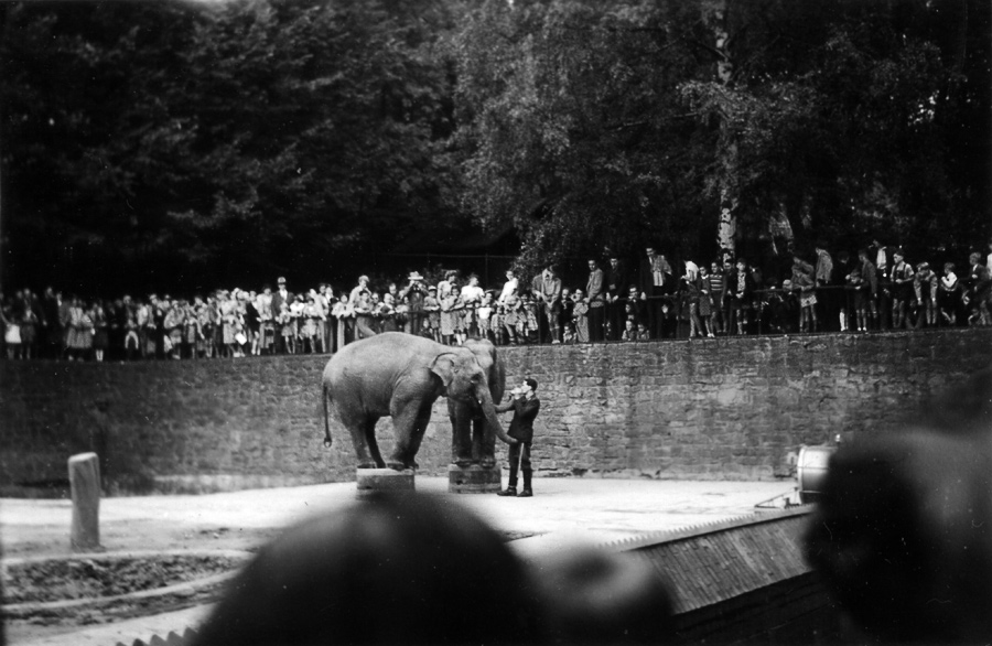 Elefantenzirkus im Zoologischen Garten der Stadt Wuppertal im Jahr 1951