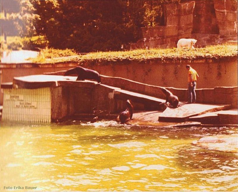 Kalifornische Seelöwen im Zoologischen Garten Wuppertal im Sommer 1977 (Foto Erika Bauer)