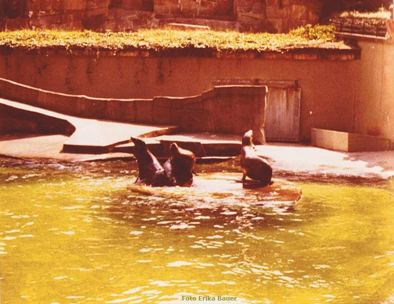 Kalifornische Seelöwen im Zoo Wuppertal im Sommer 1977 (Foto Erika Bauer)