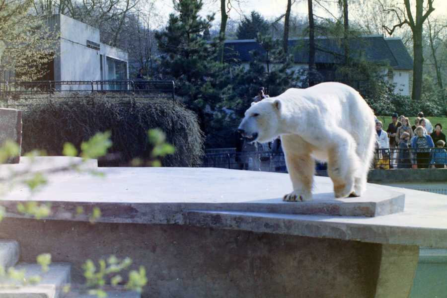 Eisbär im Zoologischen Garten Wuppertal im April 1977