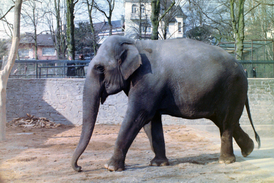 Indische Elefantenkuh SIWA im Zoologischen Garten Wuppertal im April 1977
