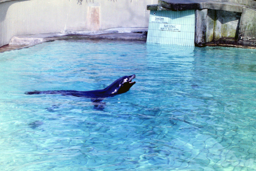 Kalifornischer Seelöwe im Zoologischen Garten Wuppertal im April 1977