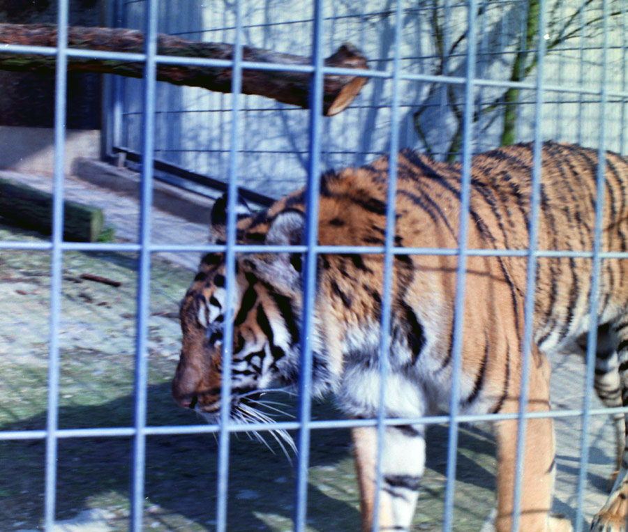 Tiger im Zoologischen Garten Wuppertal im April 1977
