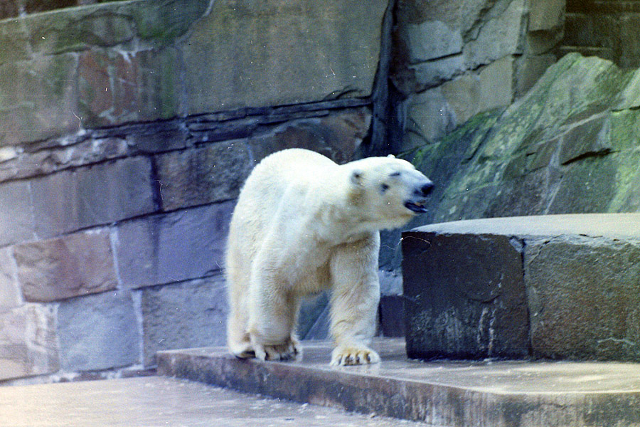 Eisbär im  Wuppertaler Zoo im April 1978