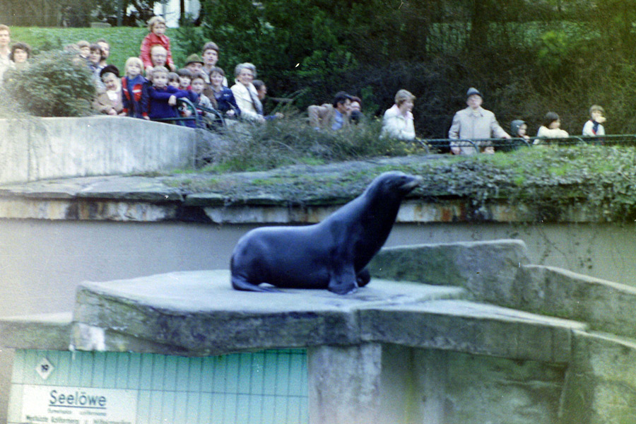 Kalifornischer Seelöwe im Zoologischen Garten Wuppertal im April 1978