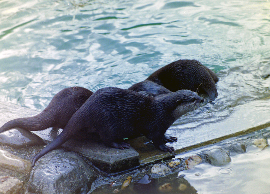 Kurzkrallenotter (Zwergotter) Zoo Wuppertal im April 1978