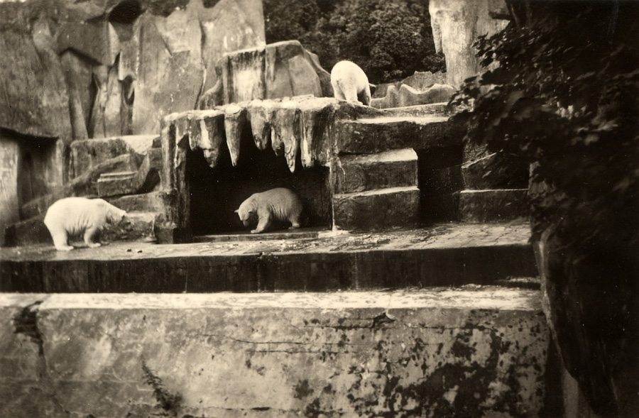 Drei Eisbären im Wuppertaler Zoo im Jahr 1951