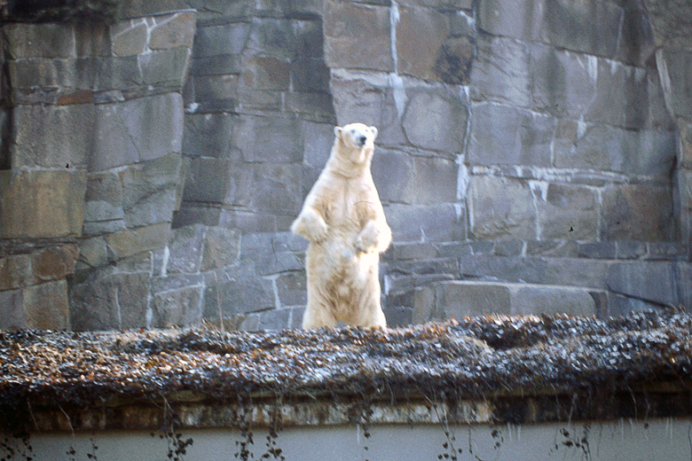 Eisbär im Wuppertaler Zoo am 13. Januar 1980