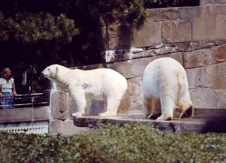 Eisbärin NINA und Eisbär BORIS im Wuppertaler Zoo am 18. Juli 1982