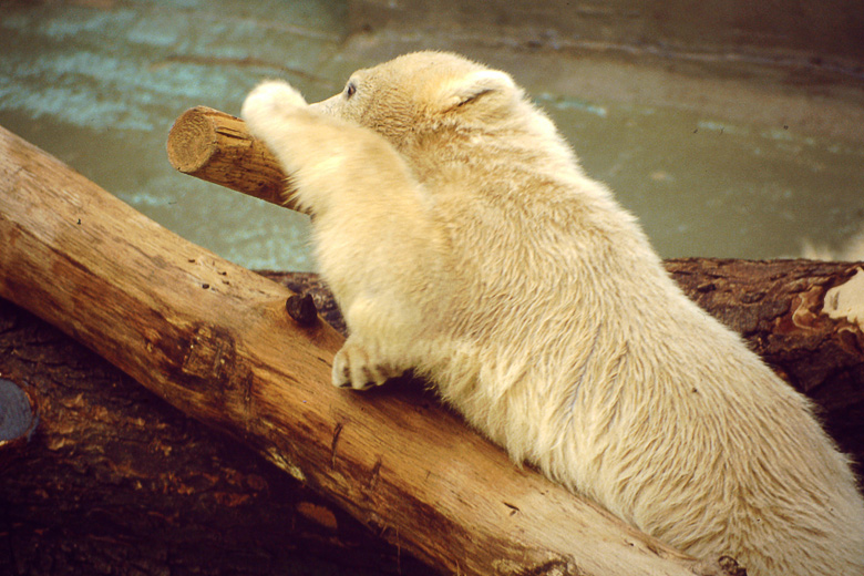 Eisbär im Wuppertaler Zoo am 10. Mai 1987