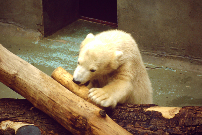 Eisbär im Wuppertaler Zoo am 10. Mai 1987