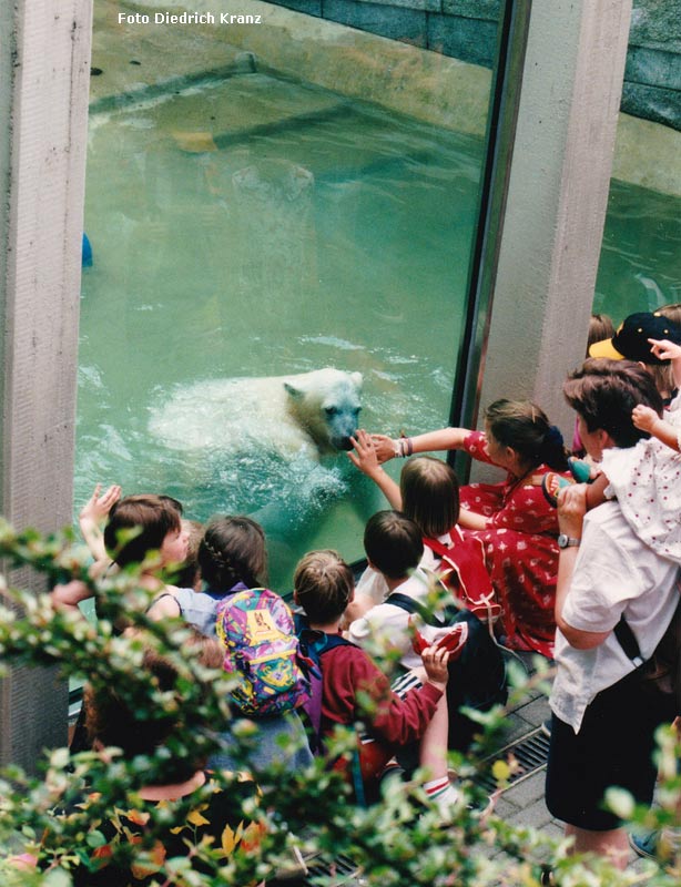 Eisbärjungtier SVENJA im Zoologischen Garten der Stadt Wuppertal im Juni 1996 (Foto Diedrich Kranz)