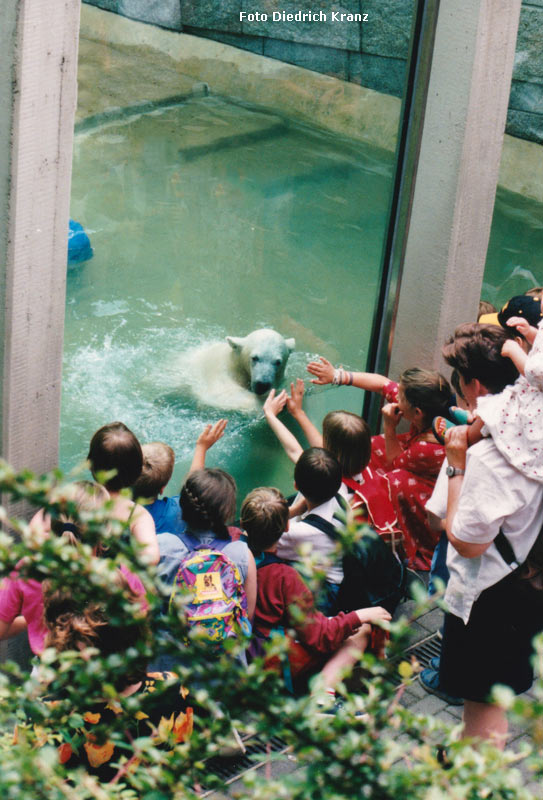 Eisbärjungtier SVENJA im Wuppertaler Zoo im Juni 1996 (Foto Diedrich Kranz)