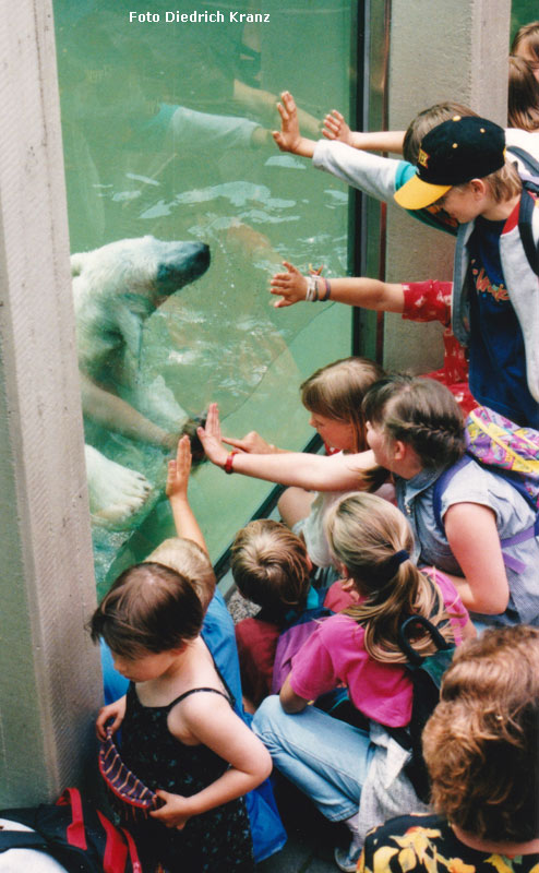 Eisbärjungtier SVENJA im Zoo Wuppertal im Juni 1996 (Foto Diedrich Kranz)