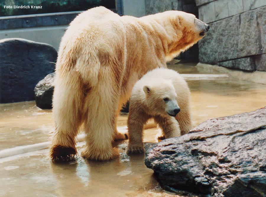 Eisbärin NINA mit Eisbärjungtier SVENJA im Zoologischen Garten der Stadt Wuppertal im März 1996 (Foto Diedrich Kranz)