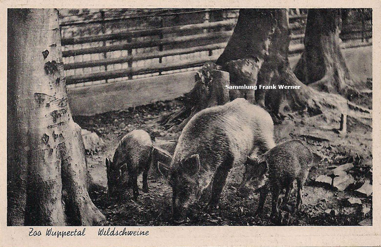 Wildschweine im Zoo Wuppertal auf einer Postkarte von 1942 (Sammlung Frank Werner)