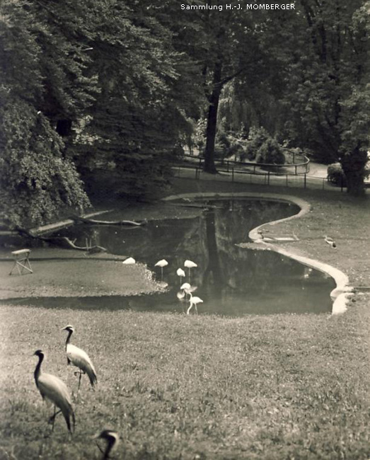 Kraniche vor der Flamingo-Anlage im Zoologischen Garten Wuppertal um 1957 (Sammlung H.-J. Momberger)