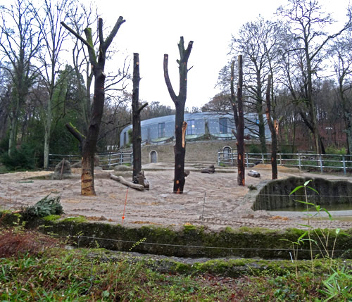 Fünf neue Baumstämme auf der Freianlage für Afrikanische Elefanten Mitte Januar 2016 im Grünen Zoo Wuppertal