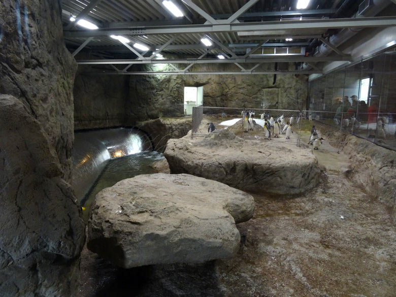 Ein vorübergehend aufgestelltes Gitter sicherte die Esels- und Königspinguine vor dem Absturz während der Reinigung der Königspinguin-Anlage am 30. März 2016 im Zoo Wuppertal