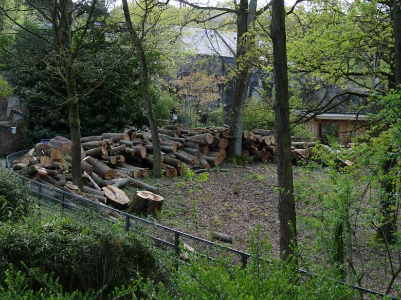 Gelagerte Baumstämme oberhalb des großen Teichs in der Nähe der Freianlage für die Orang-Utans am 1. Mai 2016 im Zoo Wuppertal