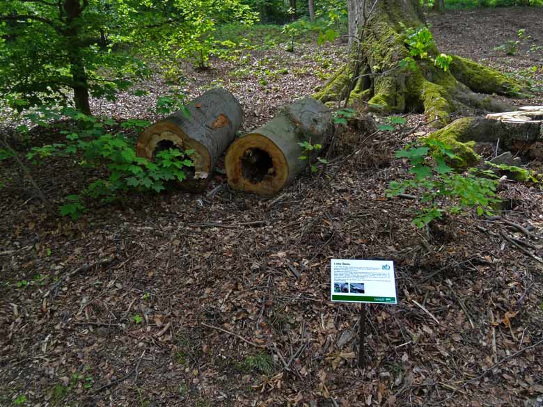 Information zu Gefahrenbäumen am 26. Mai 2016 im Zoologischen Garten der Stadt Wuppertal