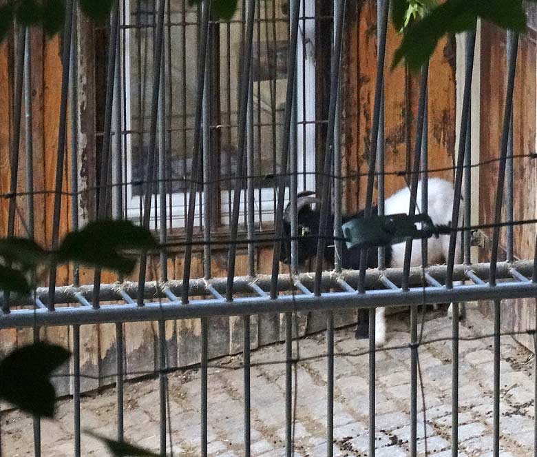 Nicht ausgeschilderte Ziege am 26. Juni 2016 auf der Afrika-Anlage im Zoo Wuppertal