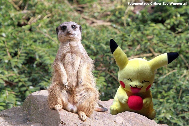 Pokémon mit Erdmännchen im Grünen Zoo Wuppertal (Fotomontage Grüner Zoo Wuppertal)