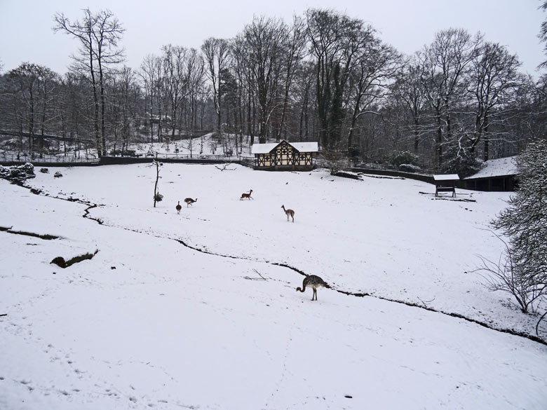 Patagonien-Anlage-im-Schnee am 11. Februar 2017 im Zoologischen Garten Wuppertal
