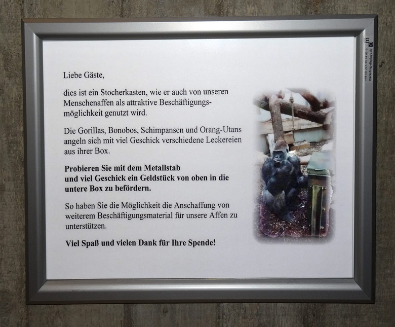 Information zum Stocherkasten am 12. Februar 2017 im Menschenaffenhaus im Grünen Zoo Wuppertal