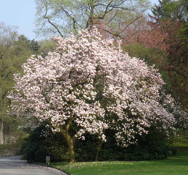 Symbol für die rosige Zukunft: Blühende Magnolie im April 2017 im Wuppertaler Zoo