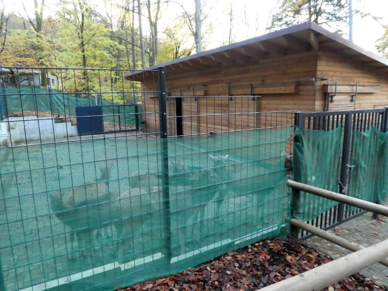 Milus hinter dem Sichtschutz auf der neuen Milu-Anlage am 17. November 2017 im Wuppertaler Zoo