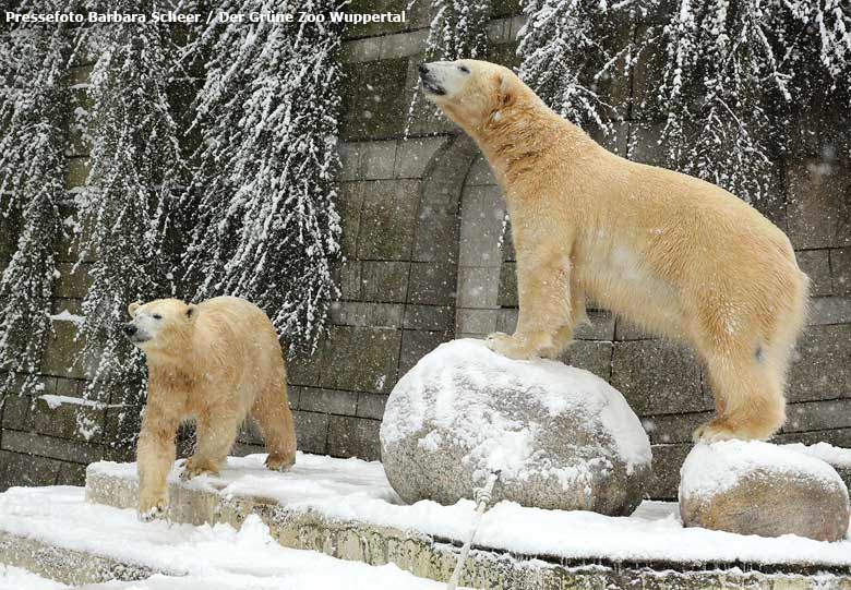 Eisbärin ANORI und Eisbär LUKA im Schnee am 24. Januar 2015 im Grünen Zoo Wuppertal (Pressefoto Barbara Scheer - Der Grüne Zoo Wuppertal)