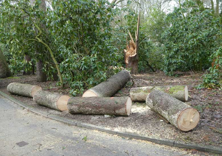 Zersägter umgestürzter Baumstamm am 20. Januar 2018 neben dem Weg am historischen Gebäude der Zoodirektion im Grünen Zoo Wuppertal