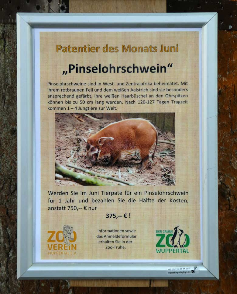 Aushang zum Patentier des Monats Juni 2018 im Grünen Zoo Wuppertal