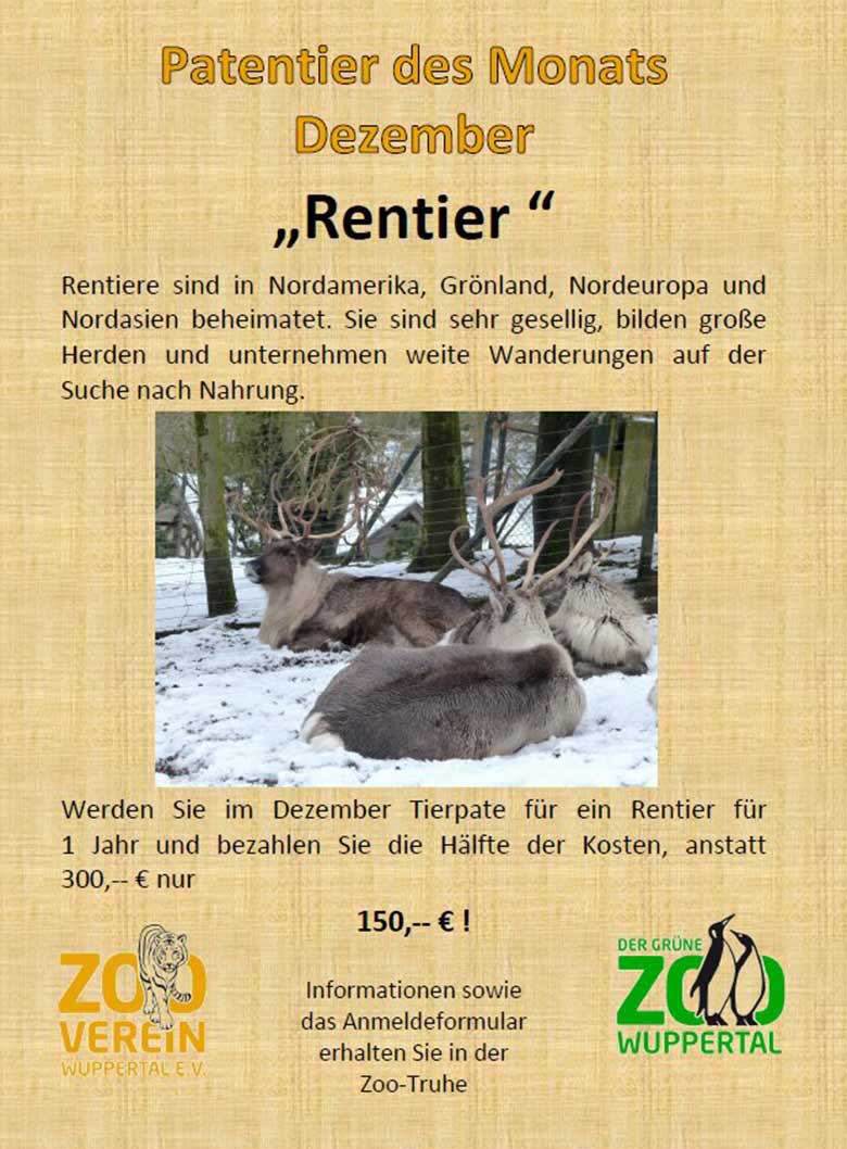 Patentier des Monats Dezember 2019 - Rentier (Pressefoto Der Grüne Zoo Wuppertal)