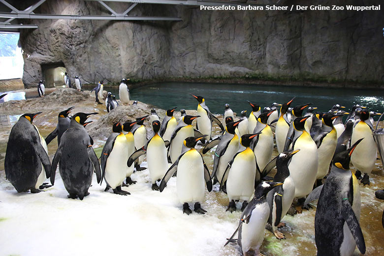 Volles Haus bei den Pinguinen am 13. Dezember 2018 im Wuppertaler Zoo (Pressefoto Barbara Scheer - Der Grüne Zoo Wuppertal)